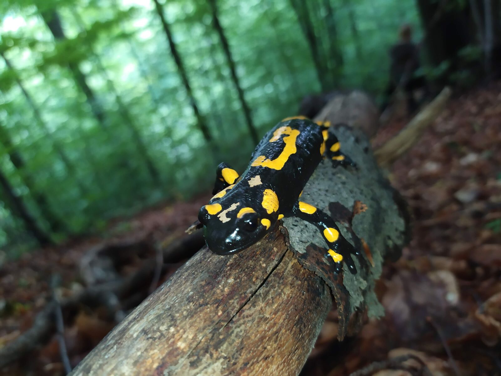 Xiaomi Redmi Note 7 sample photo. Amphibians, salamander, fire salamander photography