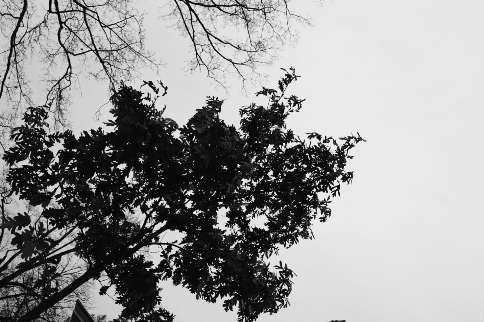 Nikon D5300 sample photo. Branches, fall, leaves, trees photography