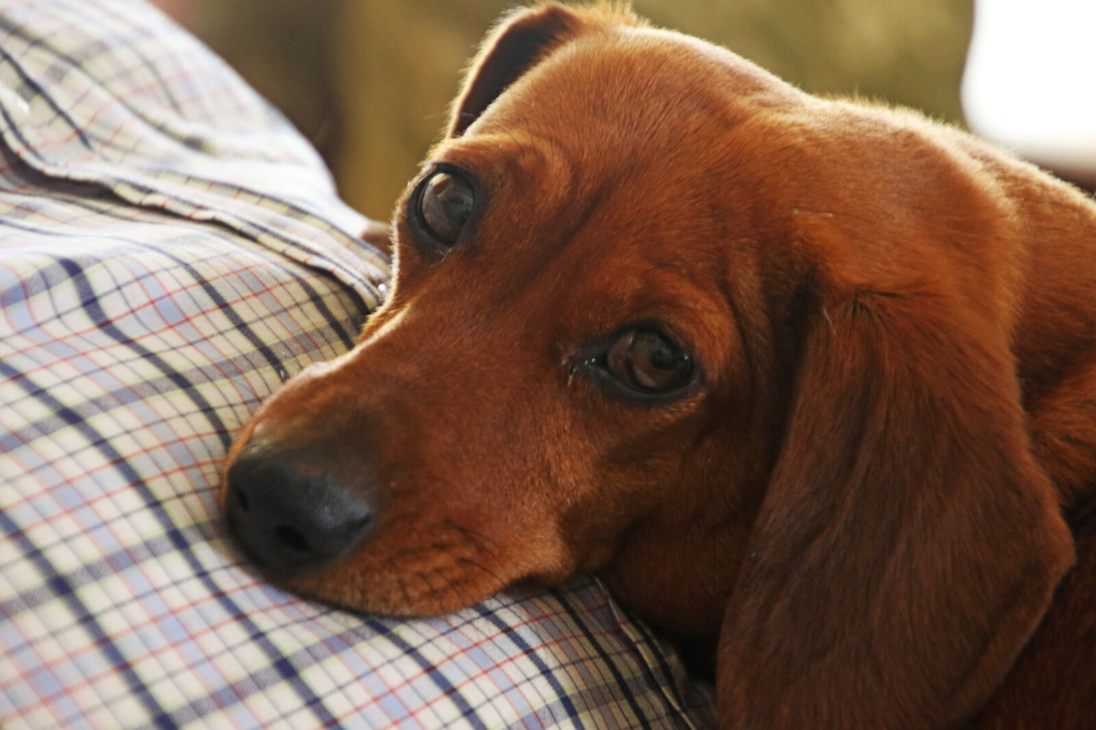 Canon EOS 7D Mark II sample photo. Red, dachshund, on, focus photography