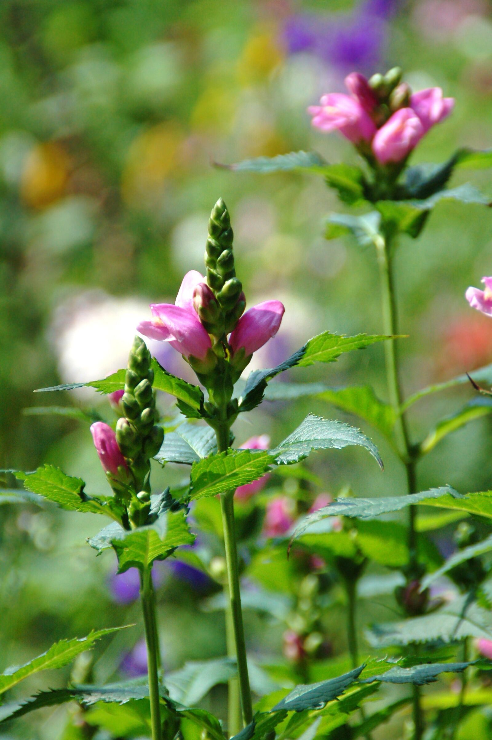Nikon D50 sample photo. Nature, plant, sheet photography