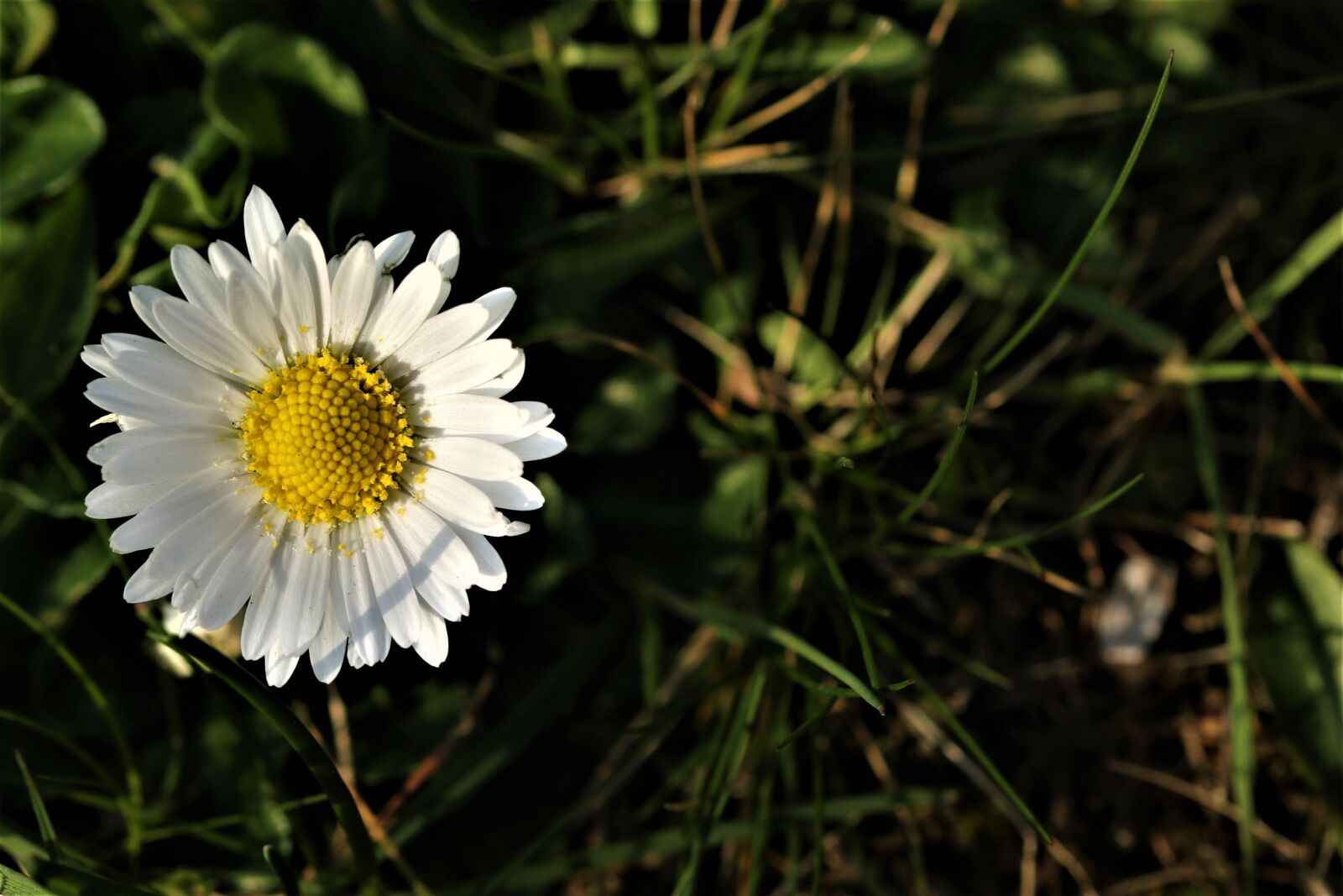 Canon EOS 7D Mark II sample photo. Plant, yellow, petals photography