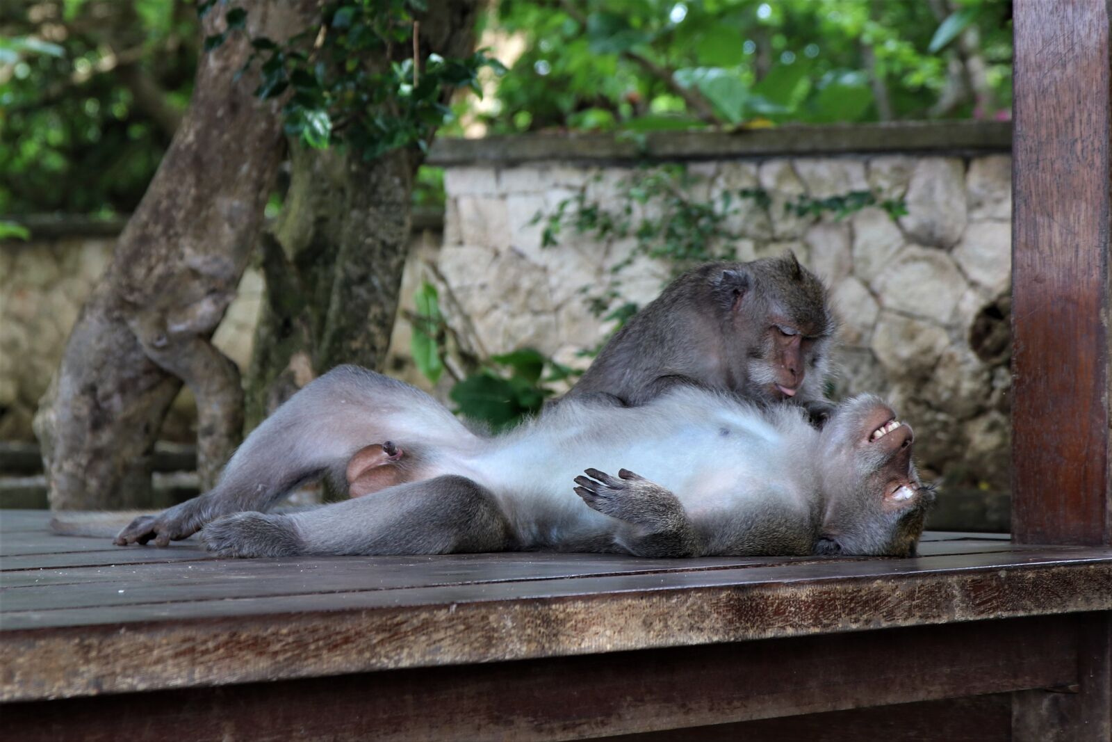 Canon EOS 80D sample photo. Bali, monkeys, temple photography