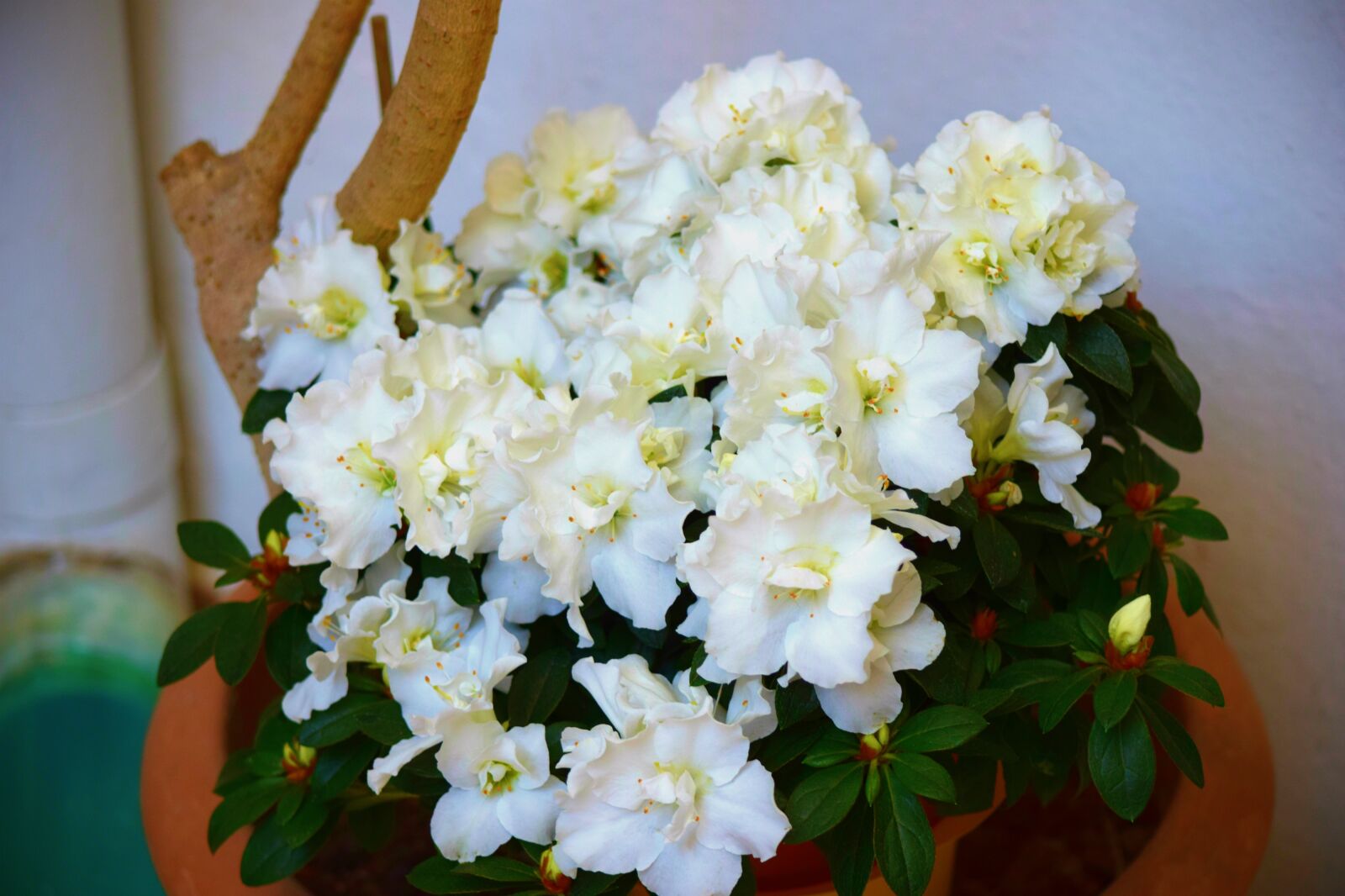 Nikon D5300 sample photo. Flower, floral, nature photography