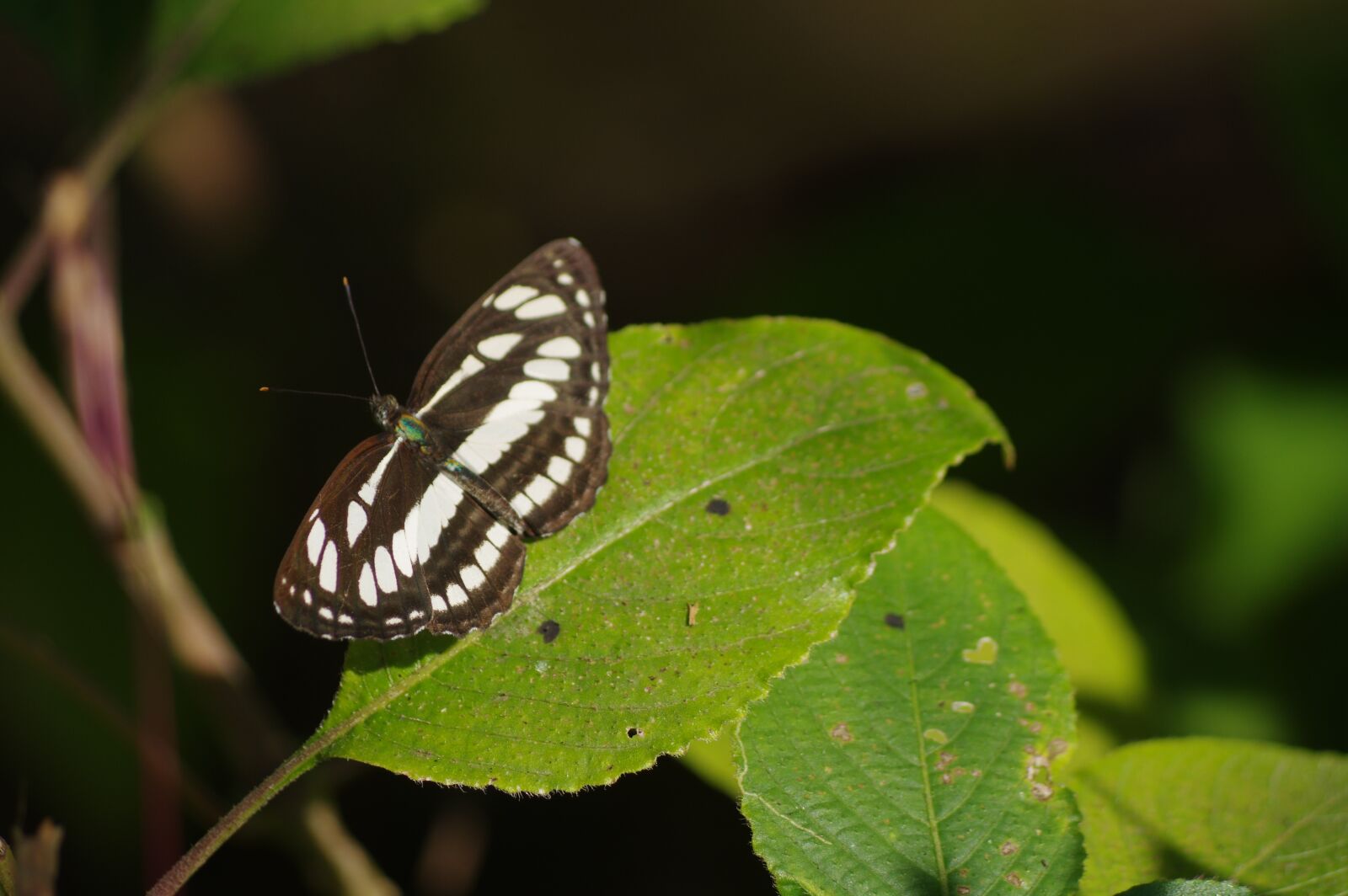 Pentax K-3 sample photo. Butterfly, insects, leaves photography