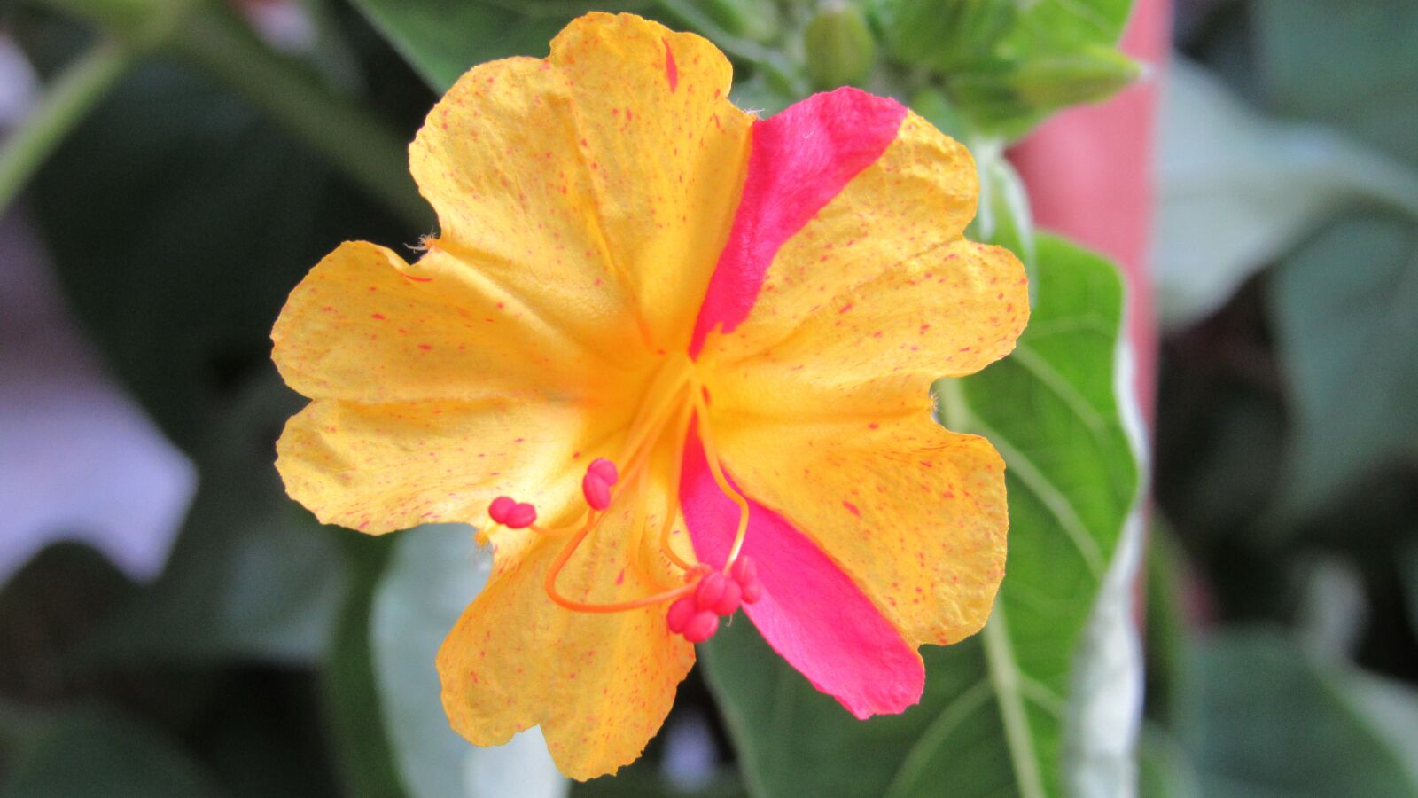 Canon PowerShot SX520 HS sample photo. Flower, colors, nature photography