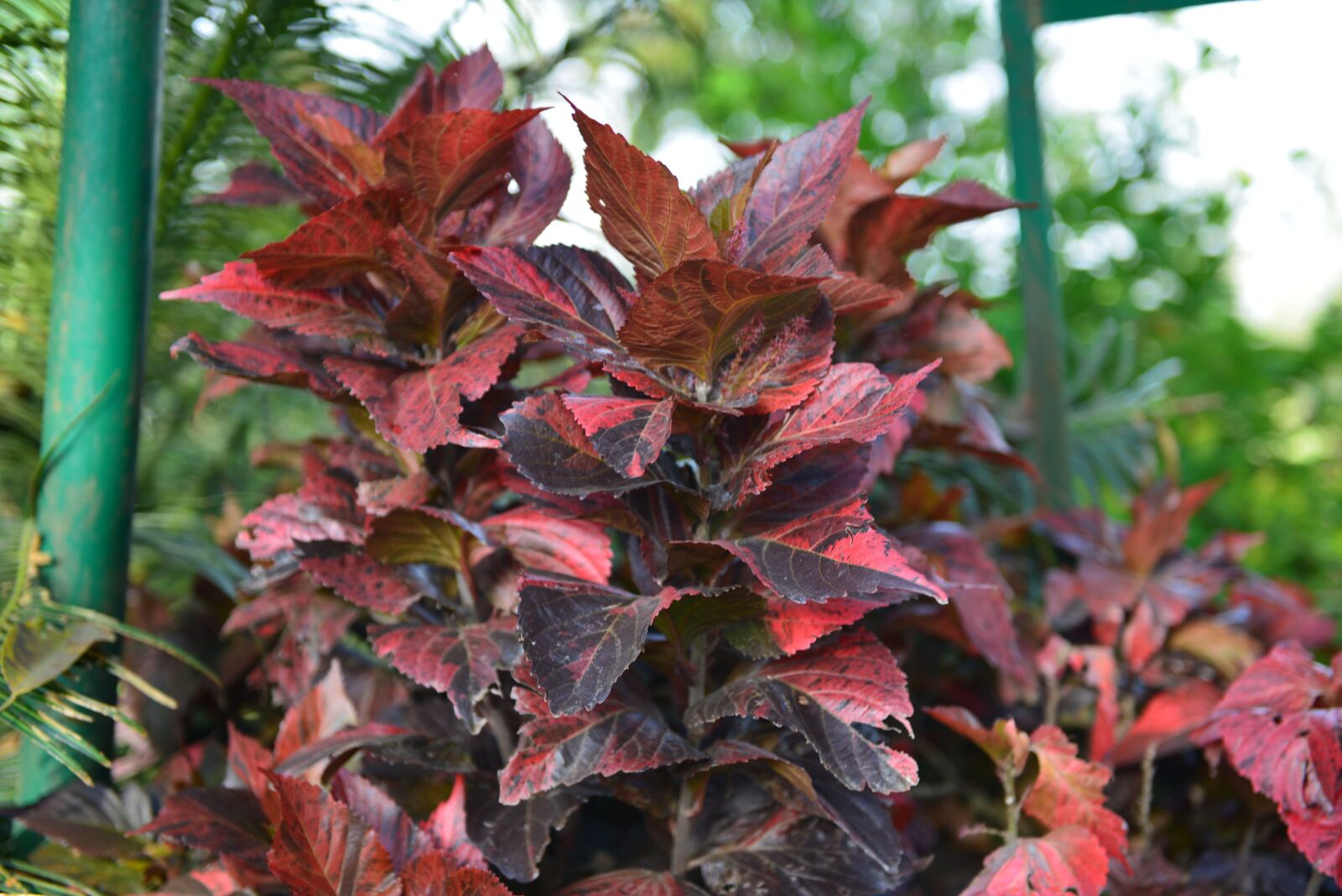 Nikon D800E sample photo. Leaf, flora, nature photography
