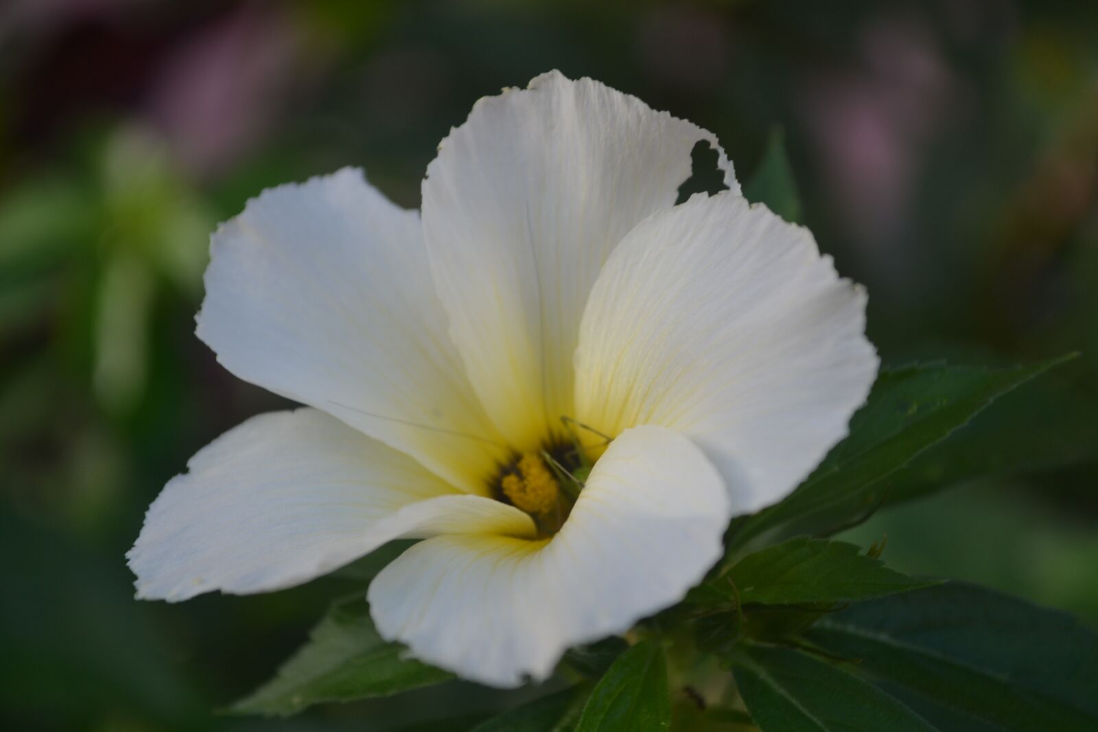 Nikon D3100 sample photo. Nature, flower, hd photography
