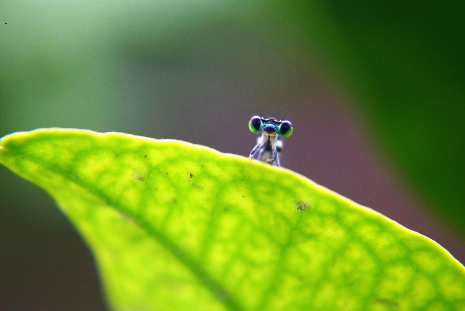 Nikon D5300 sample photo. Dragonfly, insect, nature photography