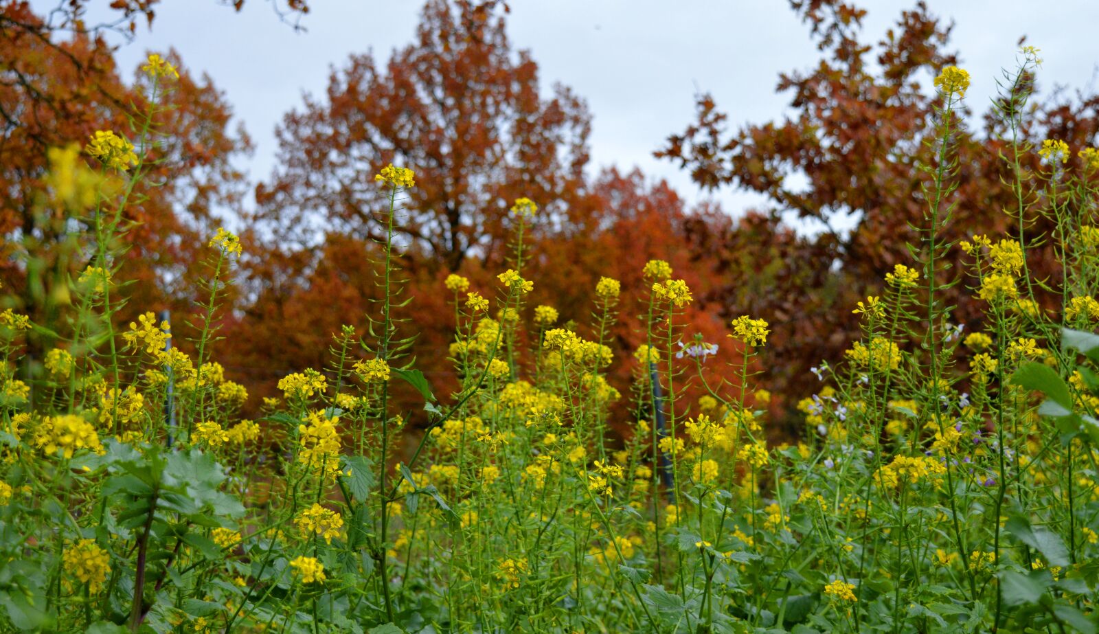 Nikon D3200 sample photo. Mustard flowers, landscape, autumn photography