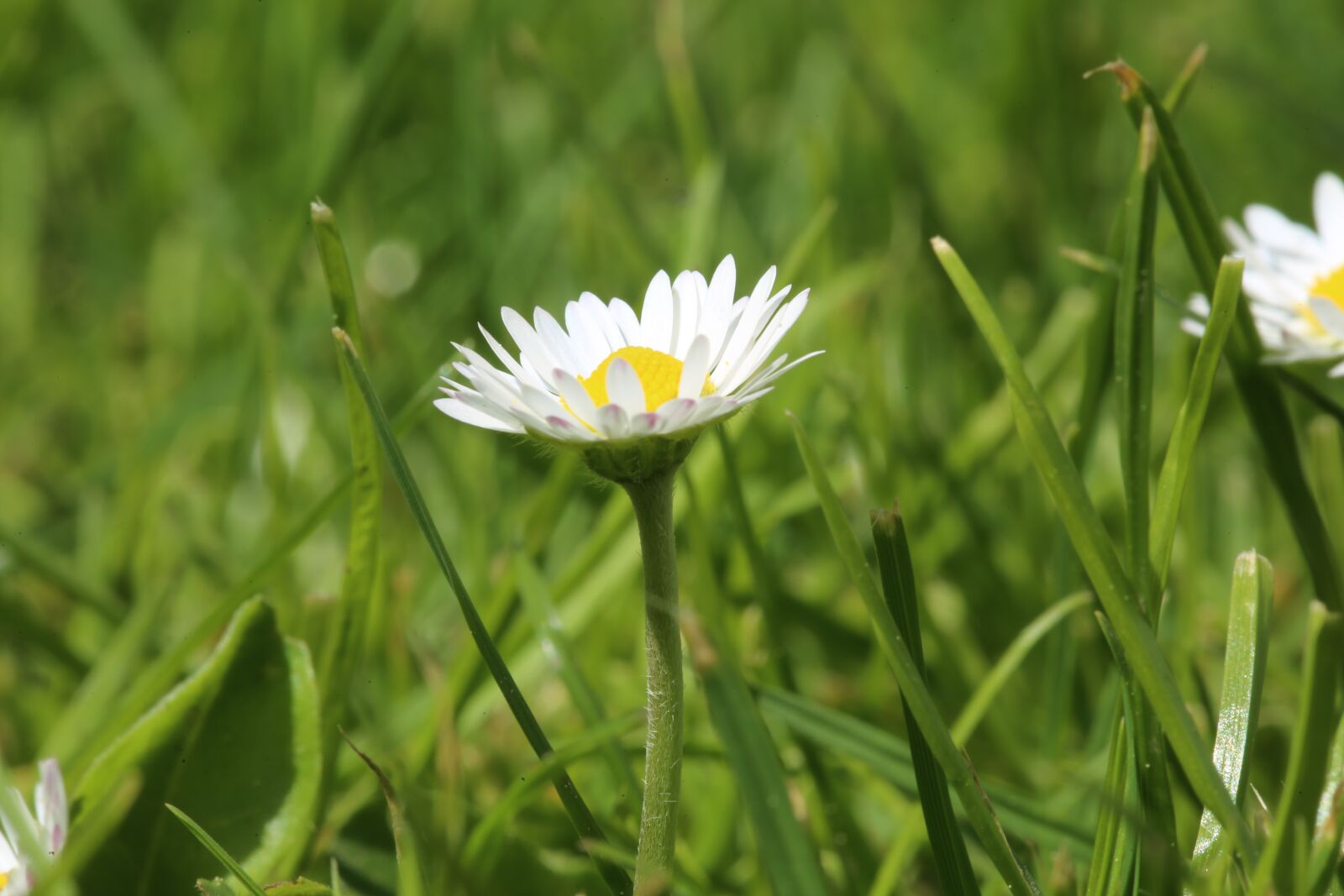 Canon EF 100mm F2.8L Macro IS USM sample photo. Plant, daisy, botany photography
