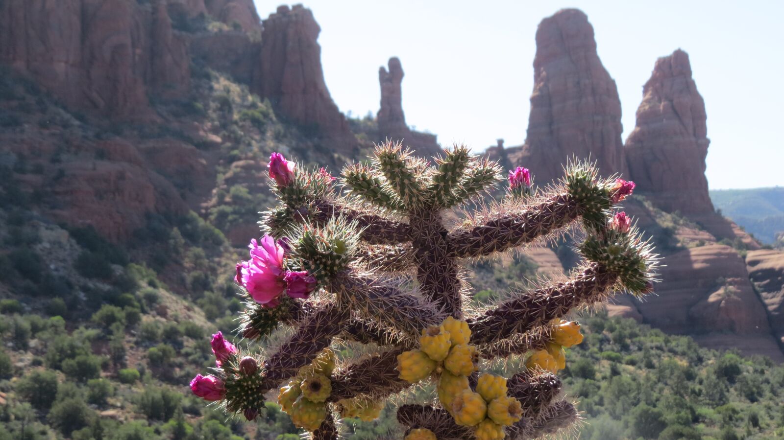 Canon PowerShot SX50 HS sample photo. Desert flowers, rock formations photography