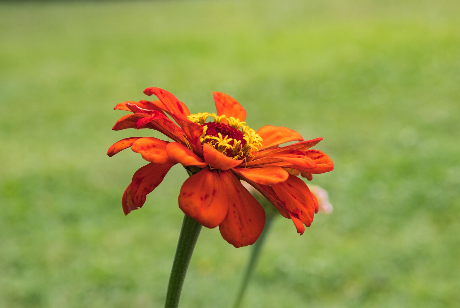 Canon EOS 80D sample photo. Zinnia, flower, plant photography