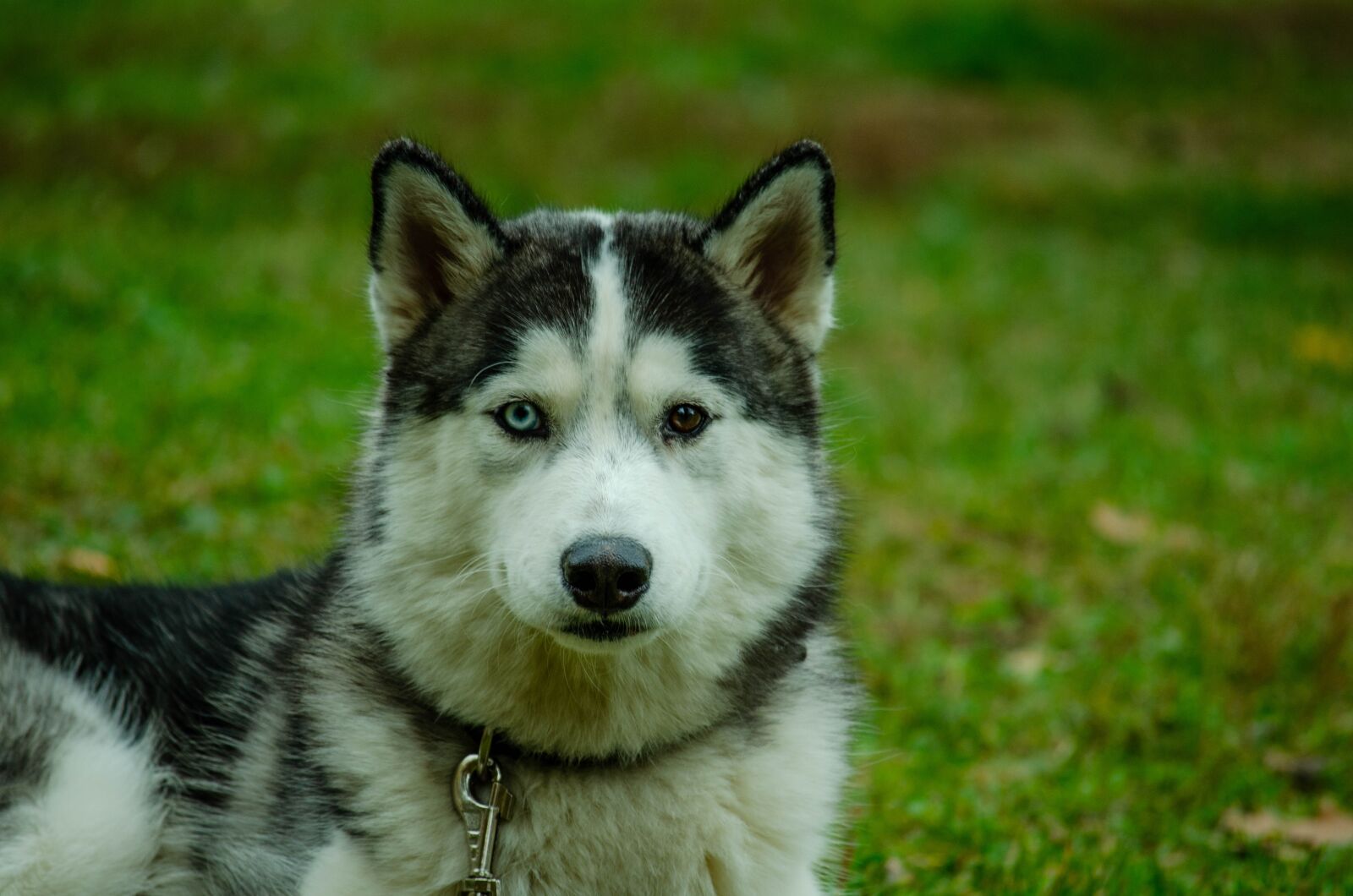 Nikon D5100 sample photo. Dog, laika, animals photography