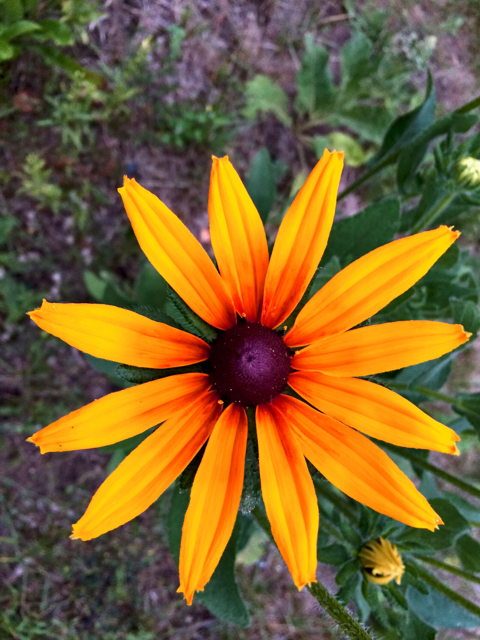 iPhone 5s back camera 4.15mm f/2.2 sample photo. Flower, summer photography