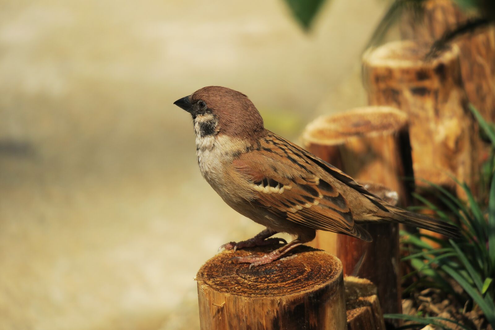 Canon PowerShot G3 X sample photo. Bird, nature, wildlife photography