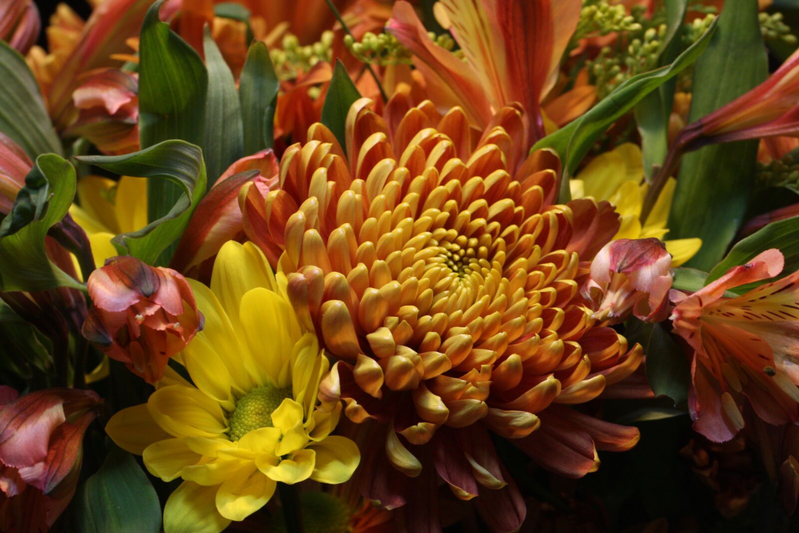 Canon EOS 40D sample photo. Flower, fauna, autumn photography