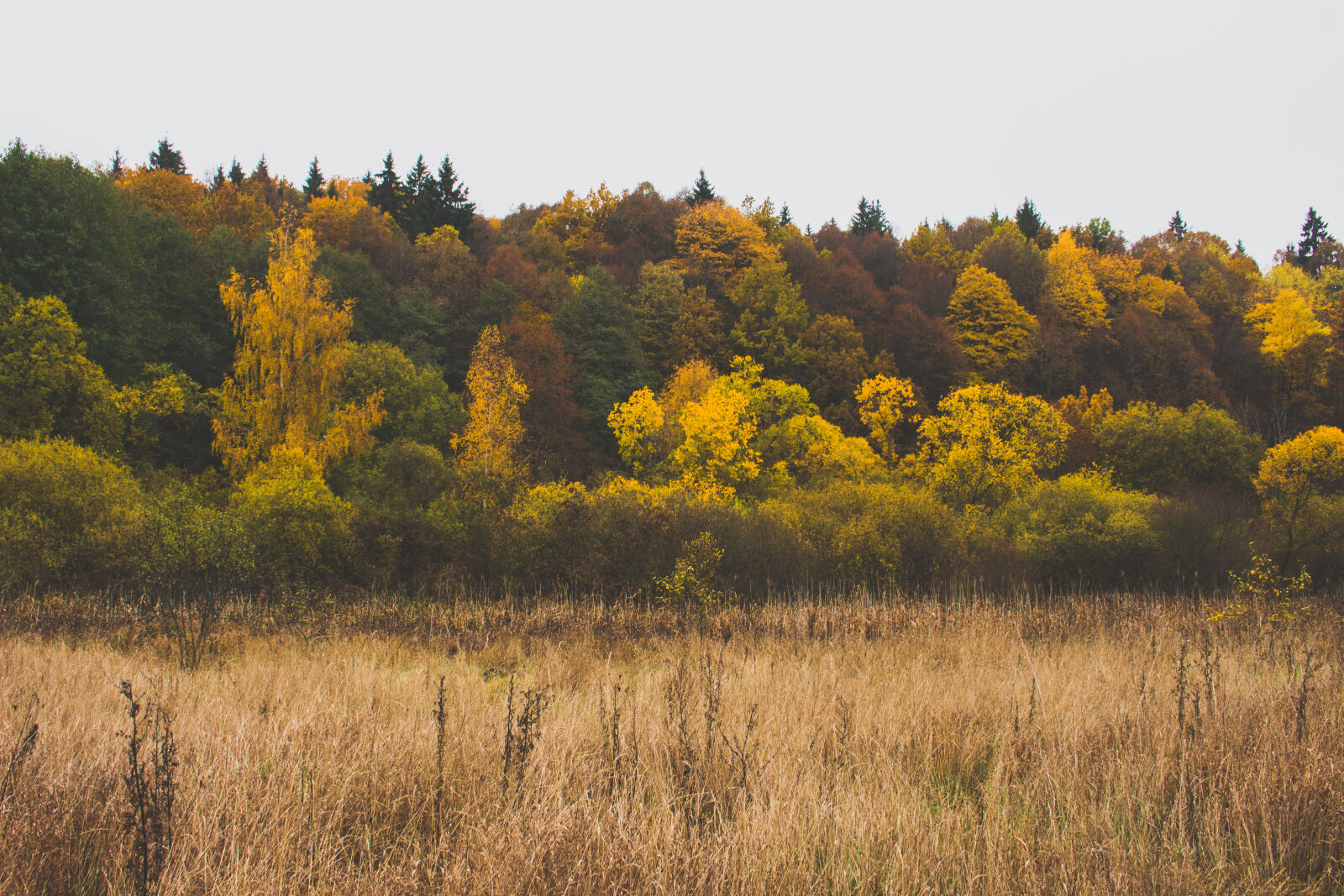 Canon EOS 700D (EOS Rebel T5i / EOS Kiss X7i) sample photo. Autumn, colours, forest, grass photography