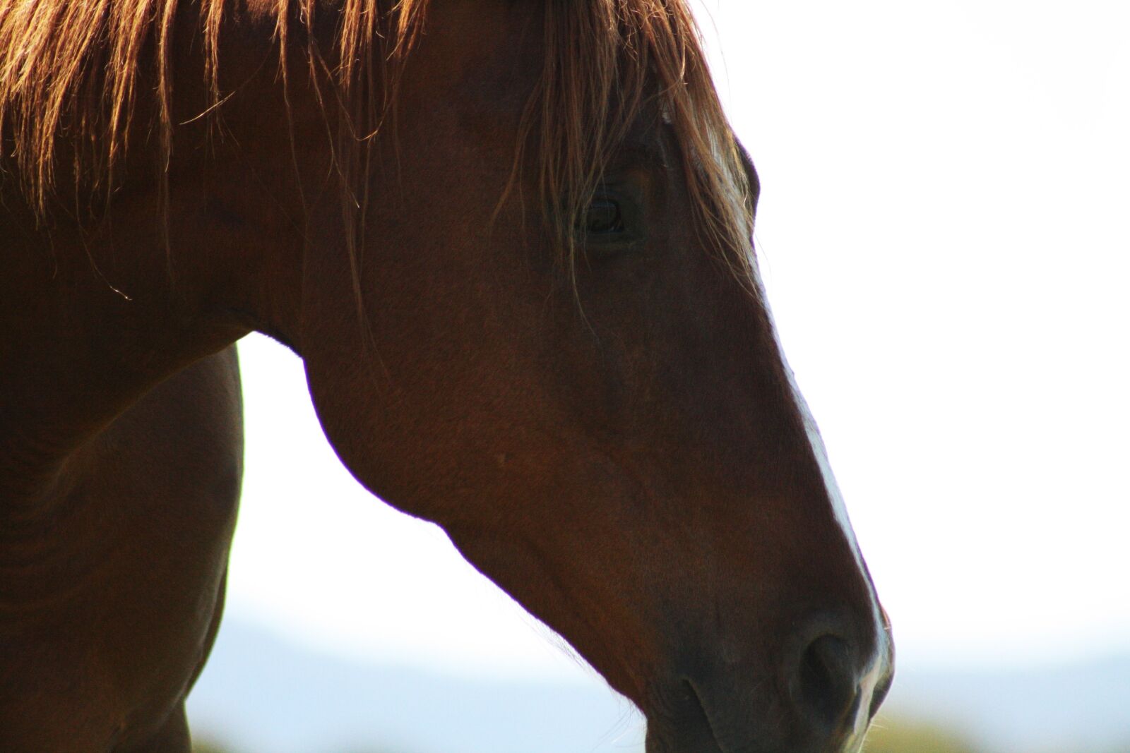 Canon EOS 1000D (EOS Digital Rebel XS / EOS Kiss F) sample photo. Horse, colt, rural photography