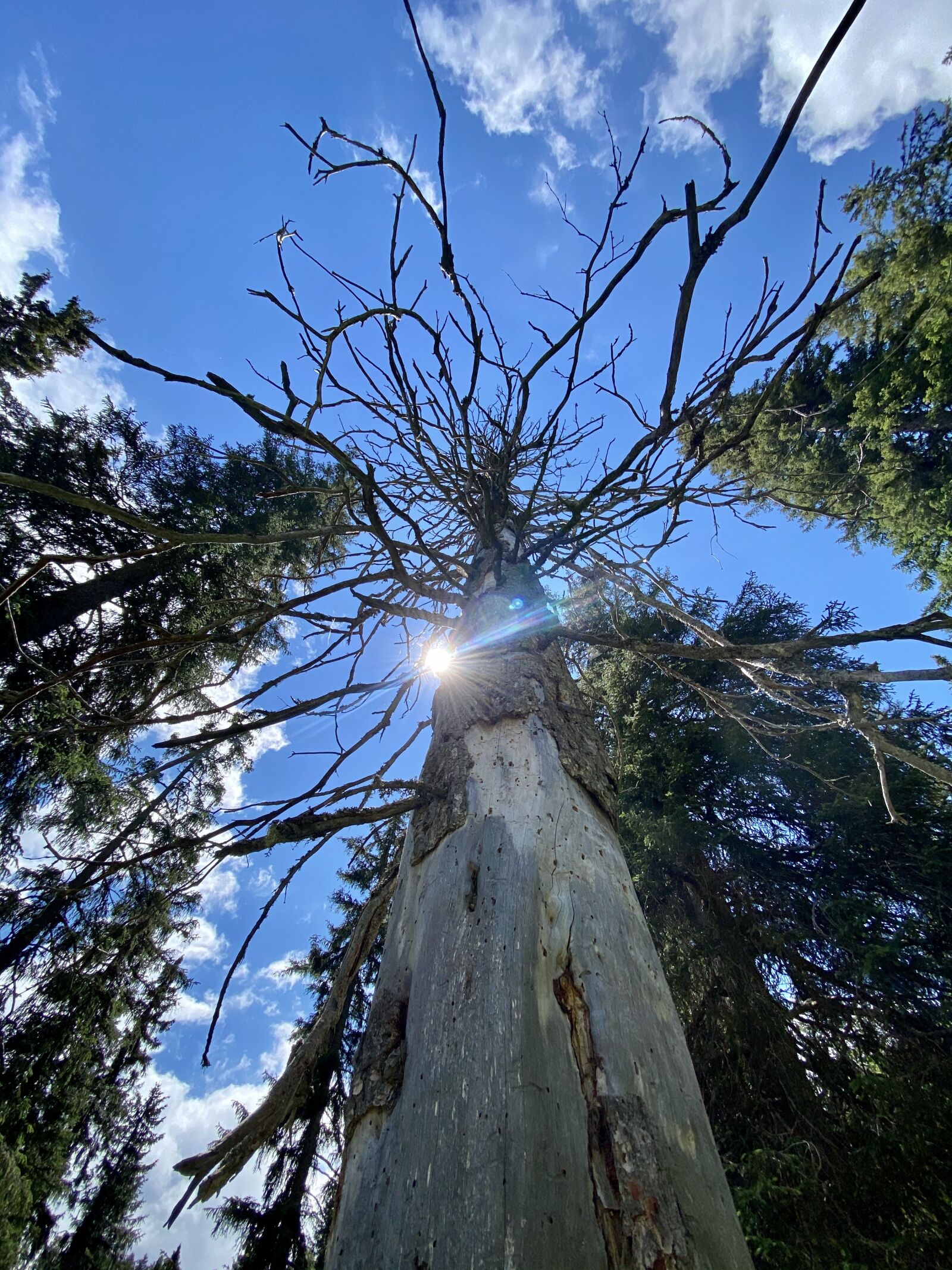 iPhone 11 Pro back triple camera 1.54mm f/2.4 sample photo. Tree, forest, nature photography