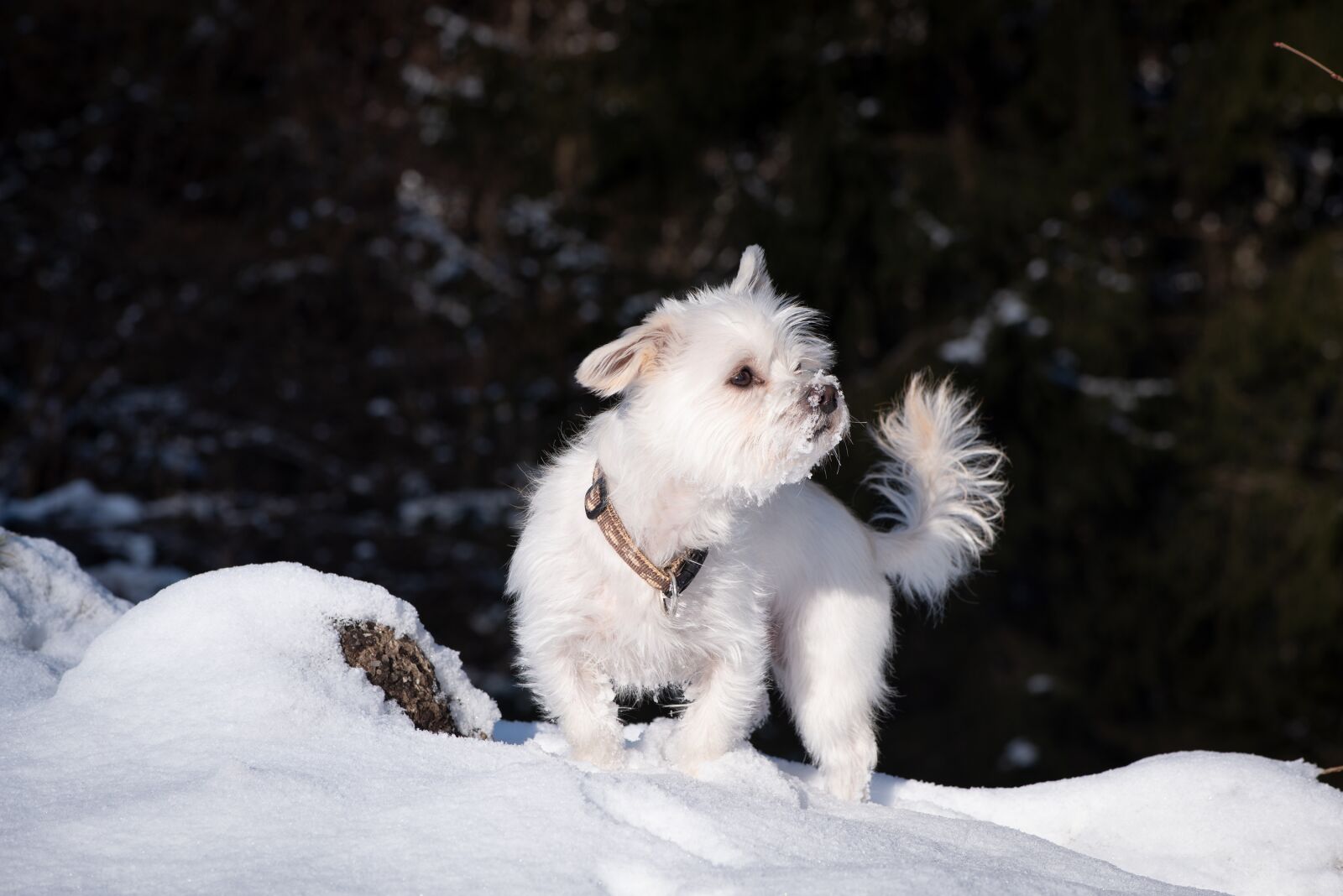 Nikon D750 sample photo. Dog, winter, snow photography