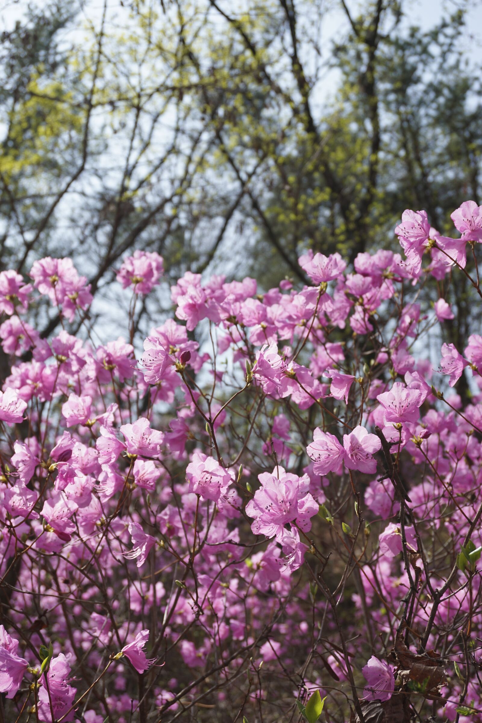 Sony a6000 sample photo. Azalea, spring flowers, spring photography