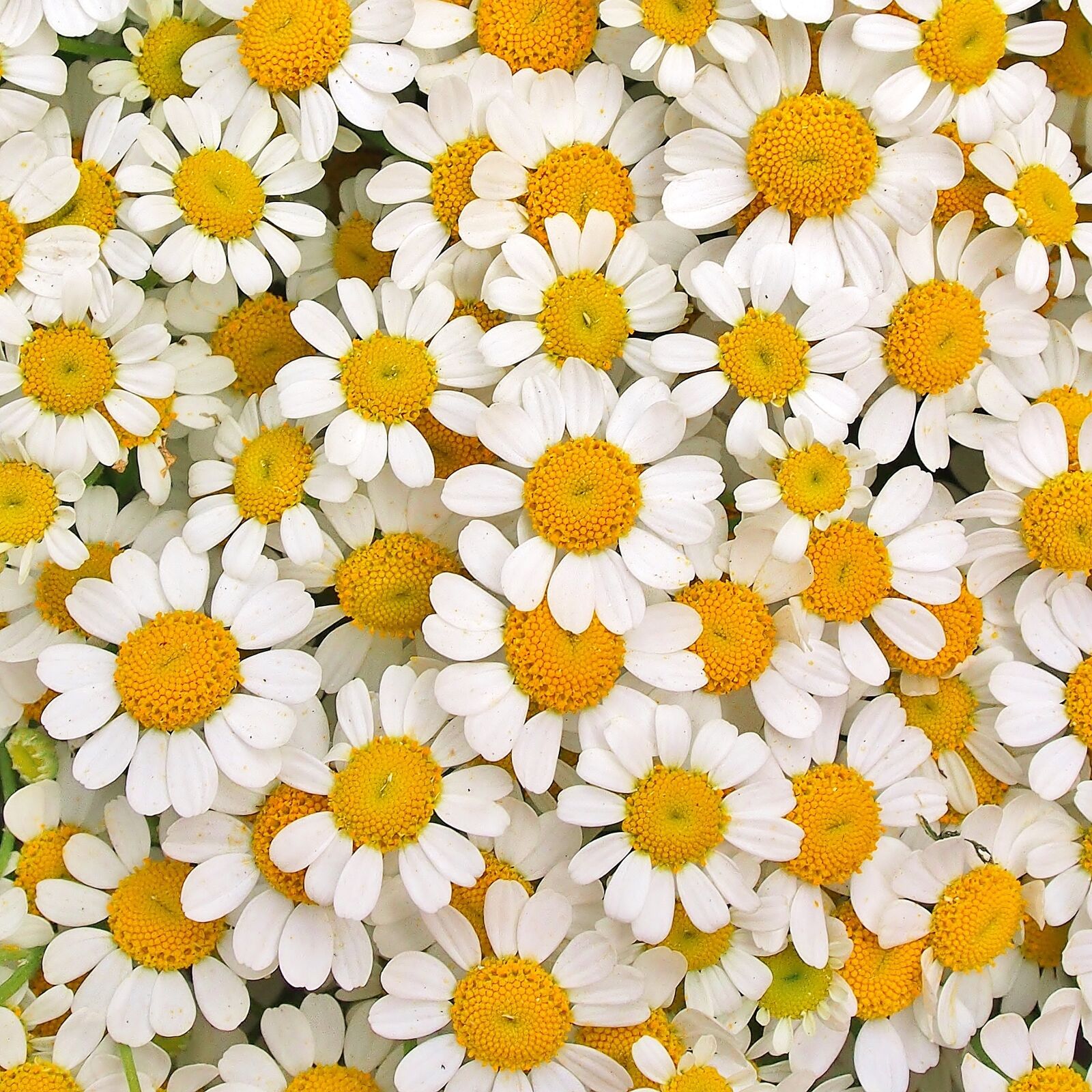 Olympus OM-D E-M5 + OLYMPUS M.12-50mm F3.5-6.3 sample photo. Chamomile, daisies, white photography