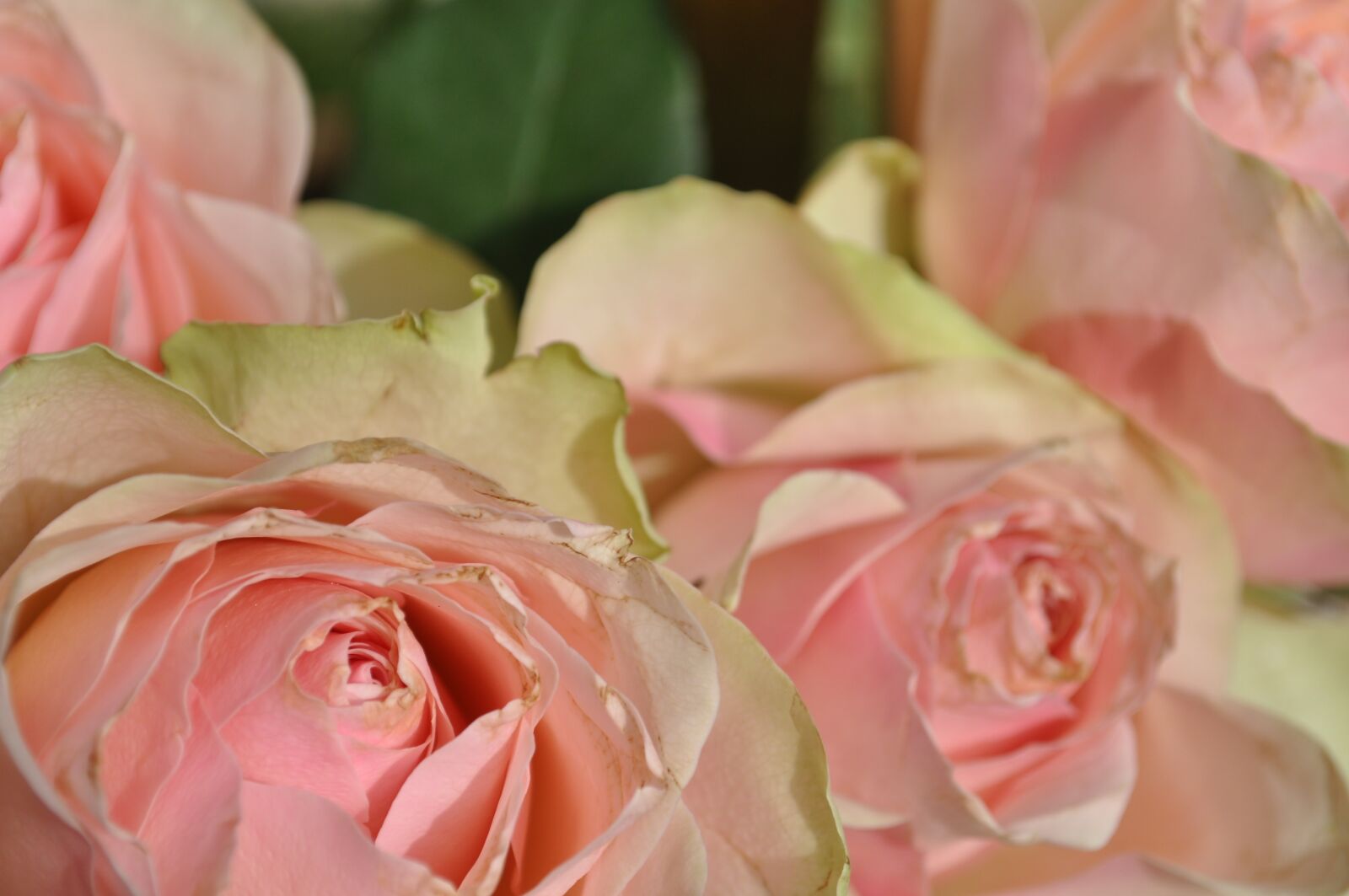 Nikon D5000 sample photo. Flowers, roses, pink photography