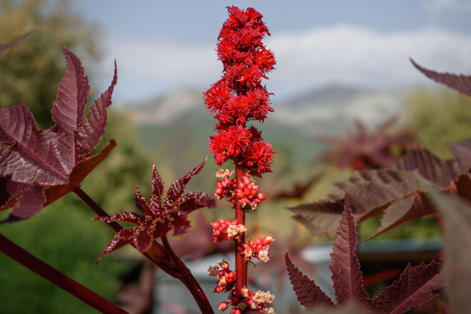 Nikon D5500 sample photo. Spring, flowred, leaf, summer photography