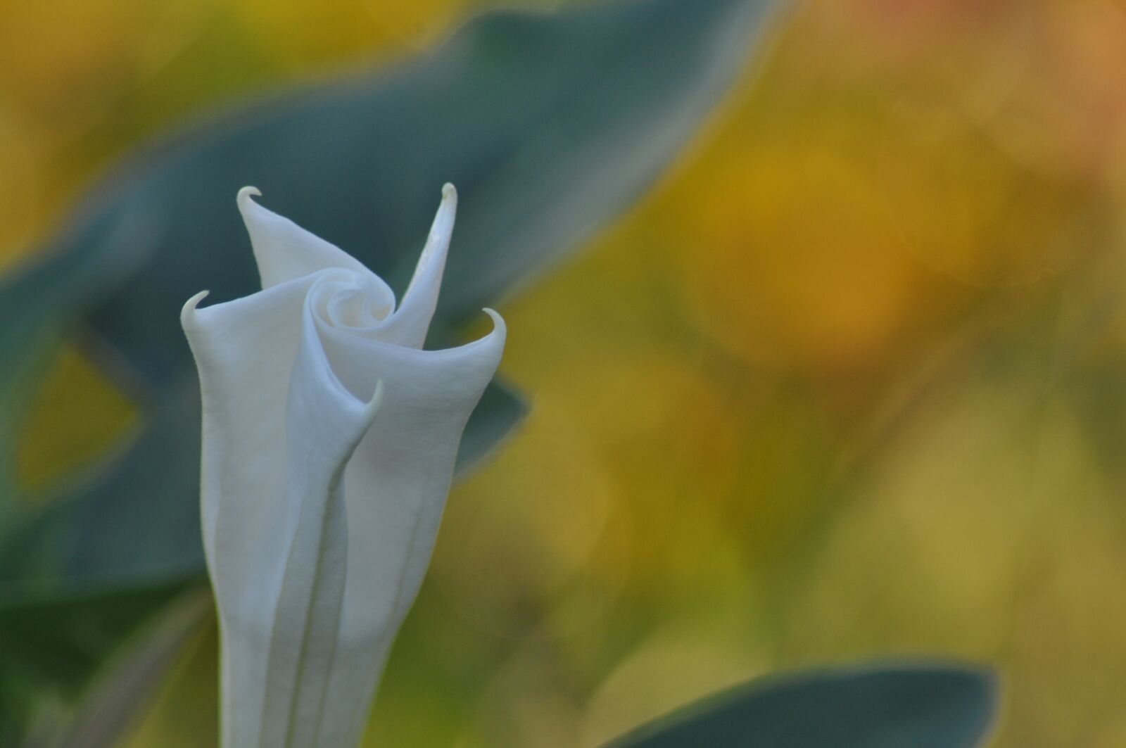Nikon D90 sample photo. White, flower, summer photography