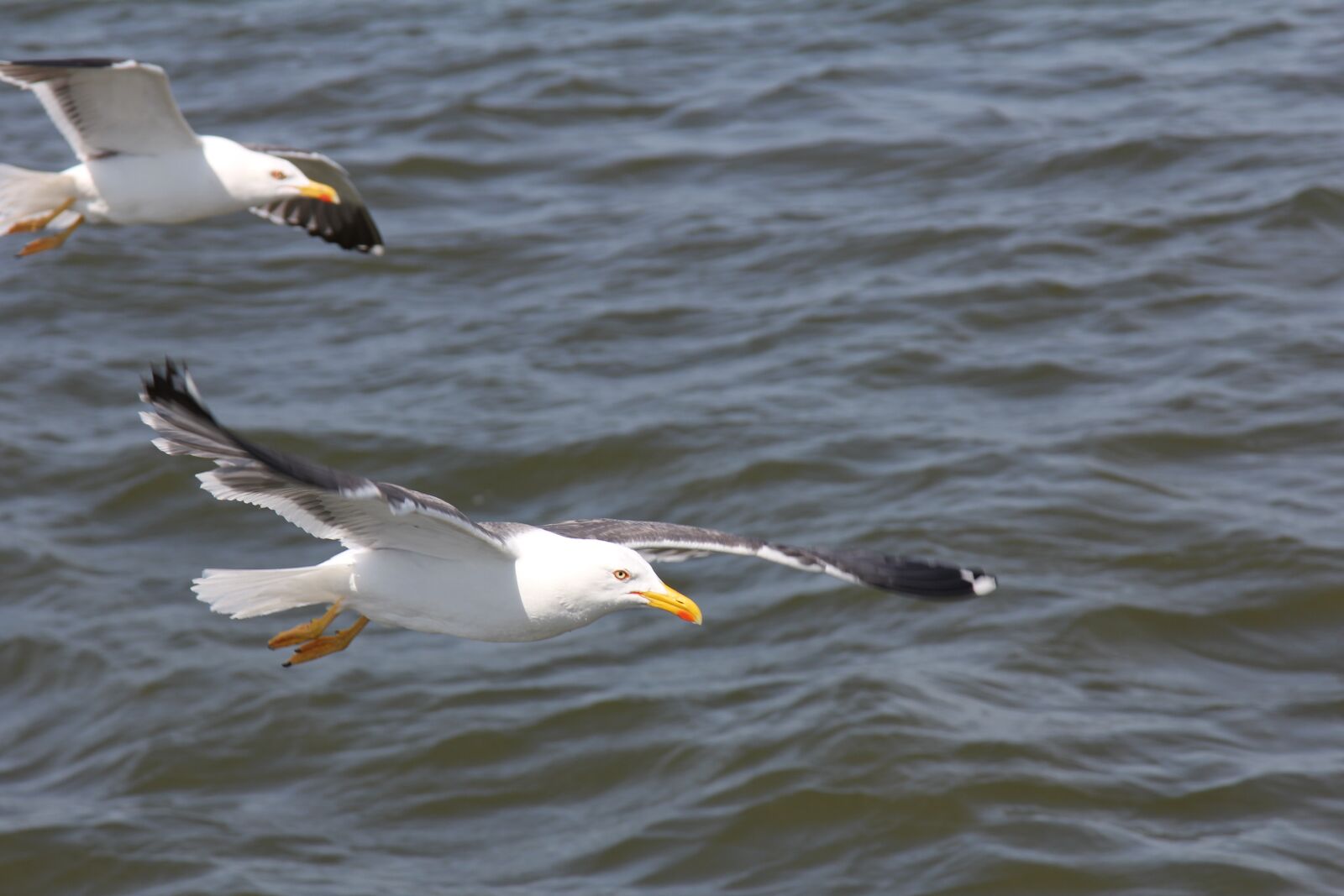 Canon EOS 60D + Canon EF 24-105mm F4L IS USM sample photo. Bird, seagull, water photography