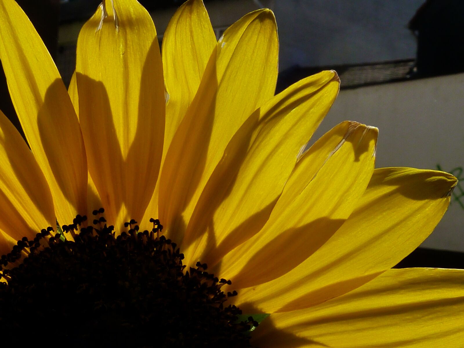 Panasonic DMC-TZ7 sample photo. Sunflower, autumn, yellow photography