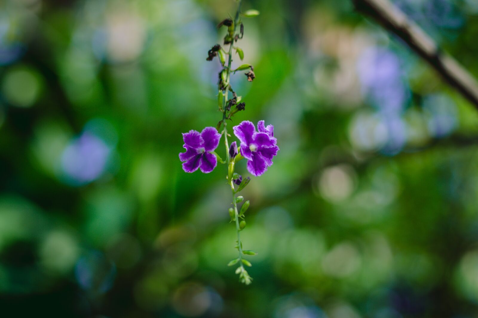 Canon EOS 700D (EOS Rebel T5i / EOS Kiss X7i) + Canon EF 50mm F1.8 STM sample photo. Flower, cho, flora photography