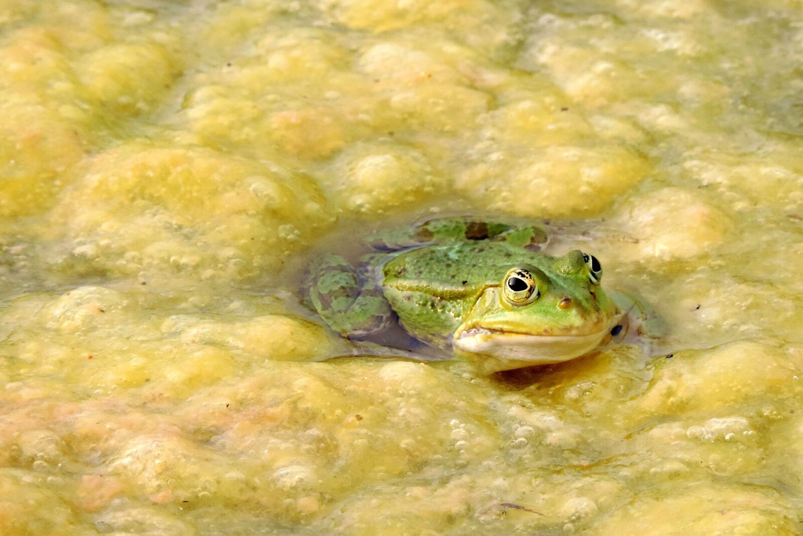 Nikon Coolpix P520 sample photo. Frog, green, pond photography