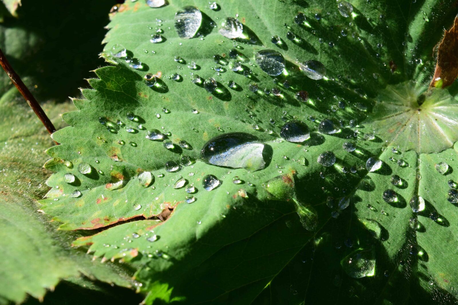 Nikon D3300 sample photo. Rain, flora, garden, nature photography