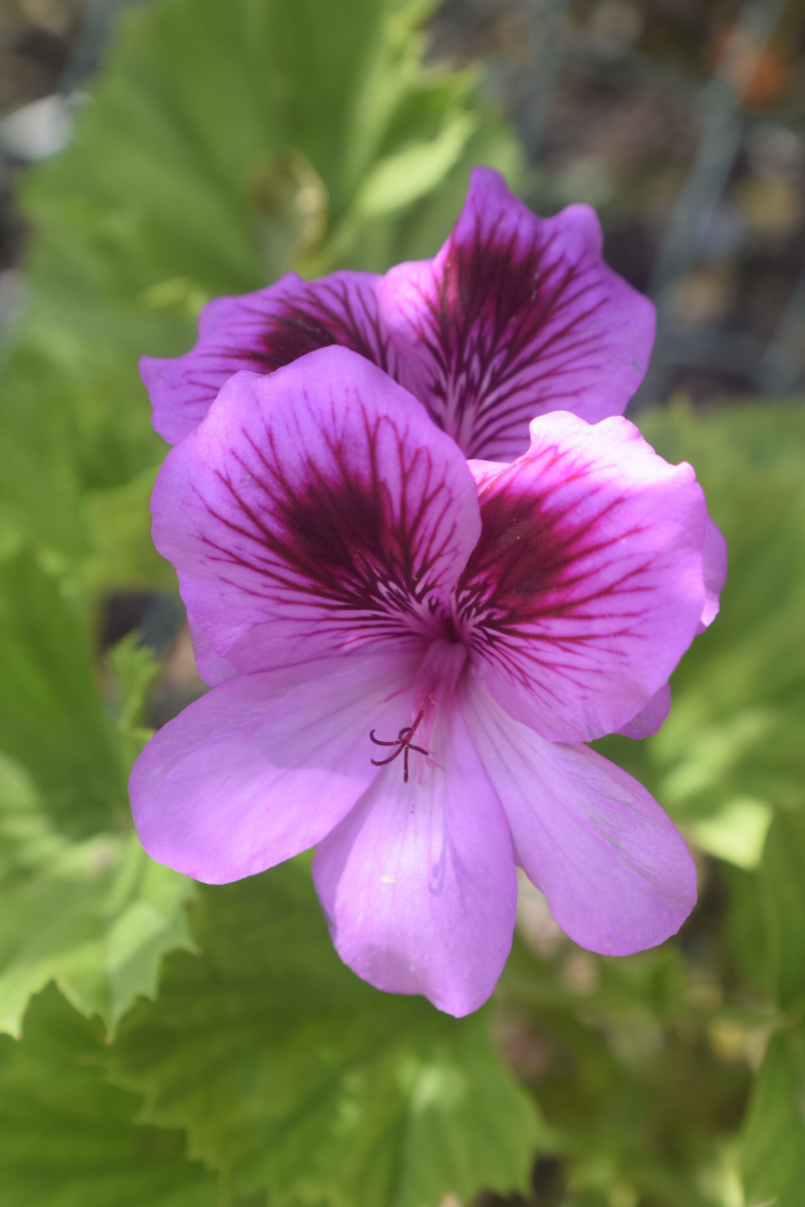 Nikon D3300 sample photo. Flower, nature, floral photography