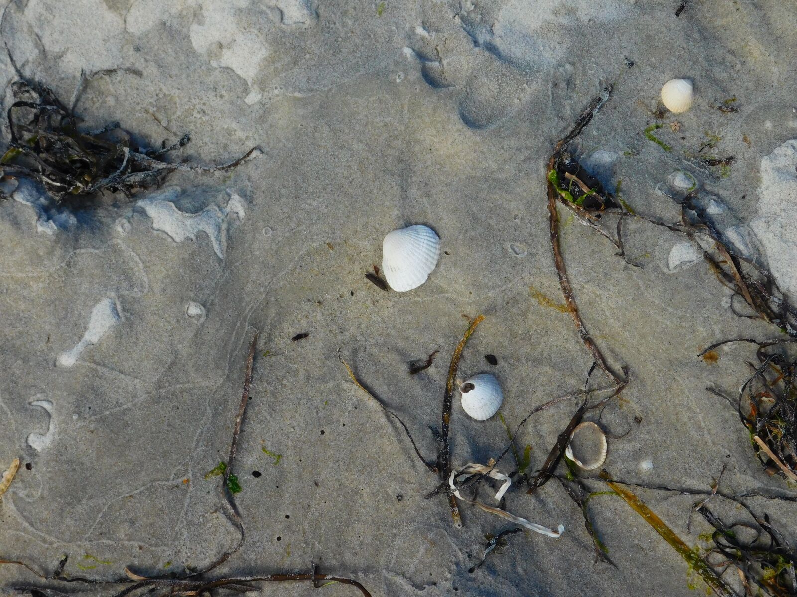 Nikon Coolpix L840 sample photo. Beach, shells, sand photography