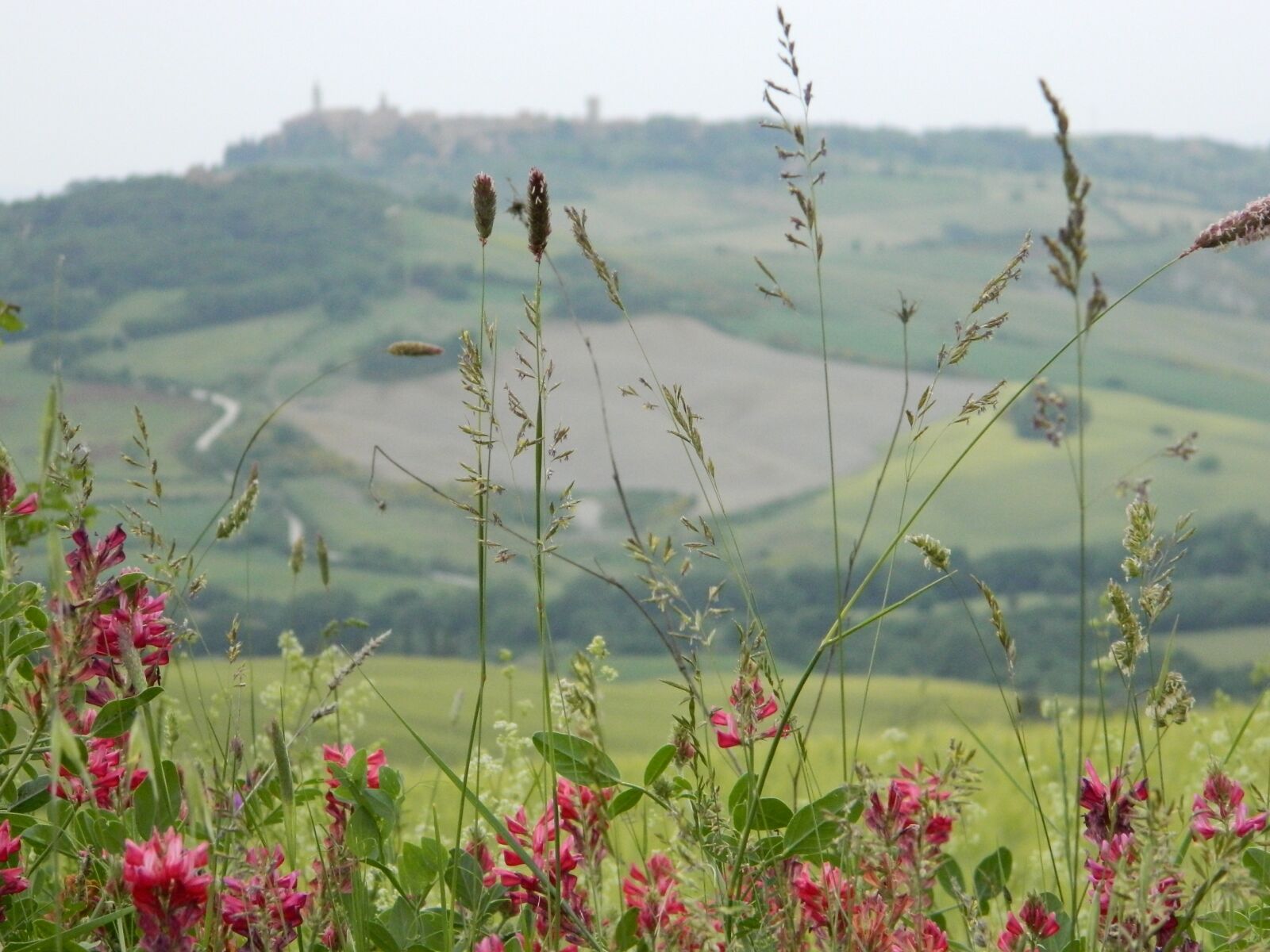Nikon Coolpix L120 sample photo. Nature, summer, field photography