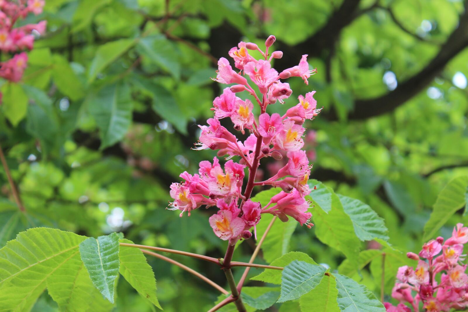 Canon EOS 600D (Rebel EOS T3i / EOS Kiss X5) sample photo. Nature, blossom, bloom photography