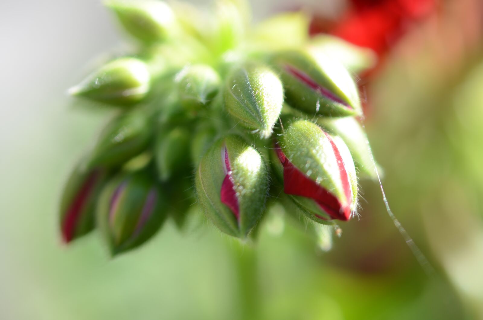 Nikon D7000 sample photo. Flower, nature, spring photography