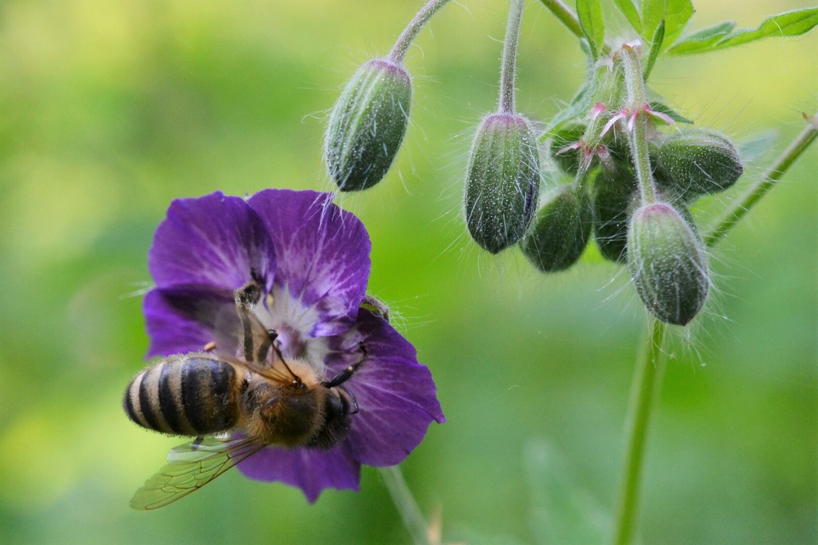 Nikon D3100 sample photo. Cranesbill, blossom, bloom photography