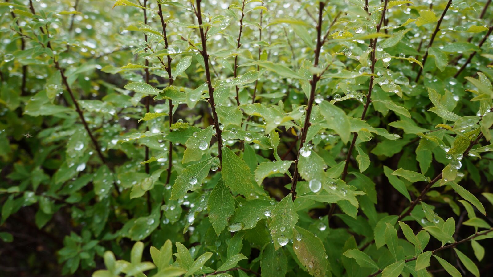 Sony Alpha a3000 sample photo. Morgentau, ripe, nature photography