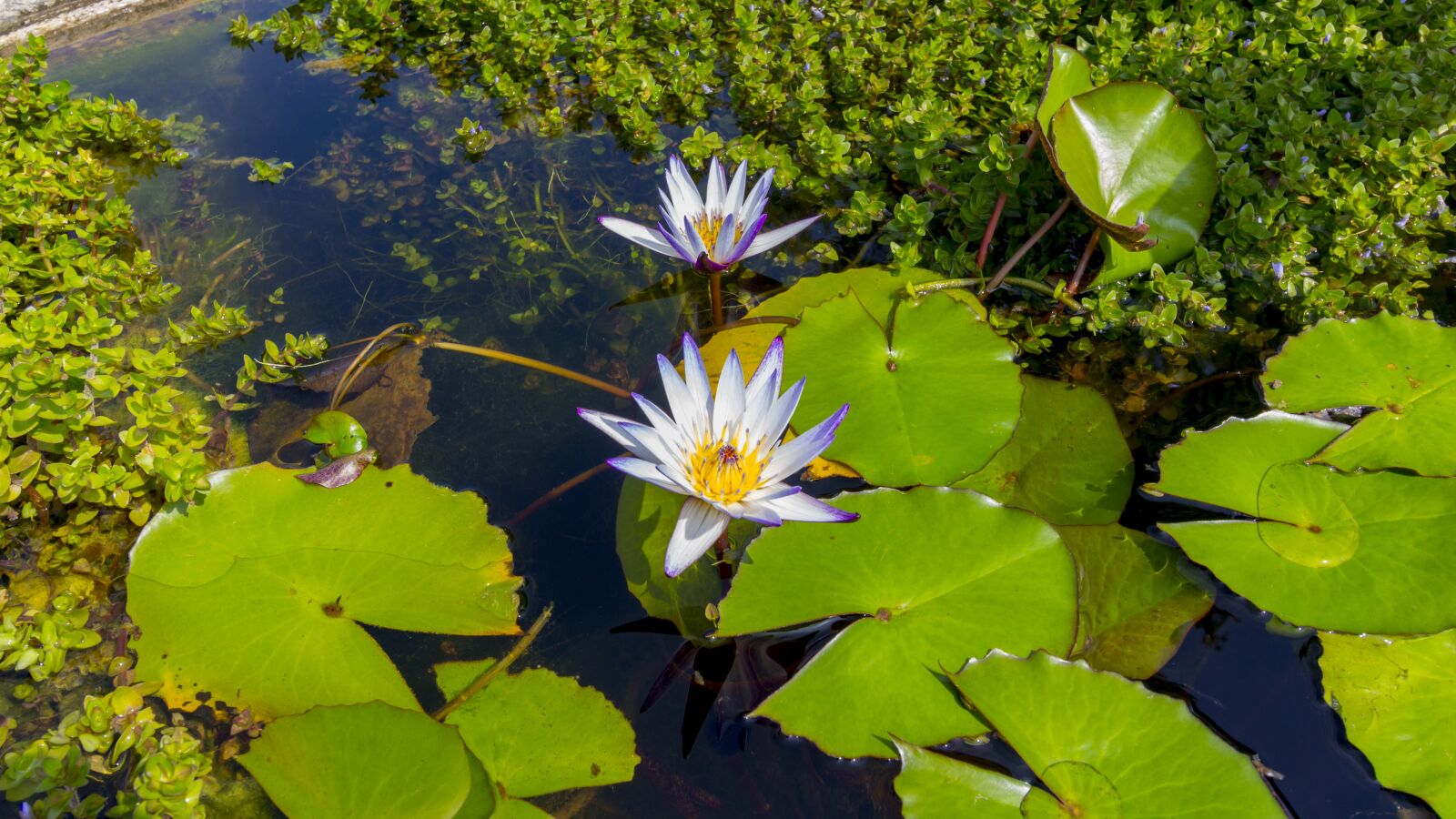 Canon EOS 600D (Rebel EOS T3i / EOS Kiss X5) + Canon EF-S 10-18mm F4.5–5.6 IS STM sample photo. Water lily, pond, aquatic photography