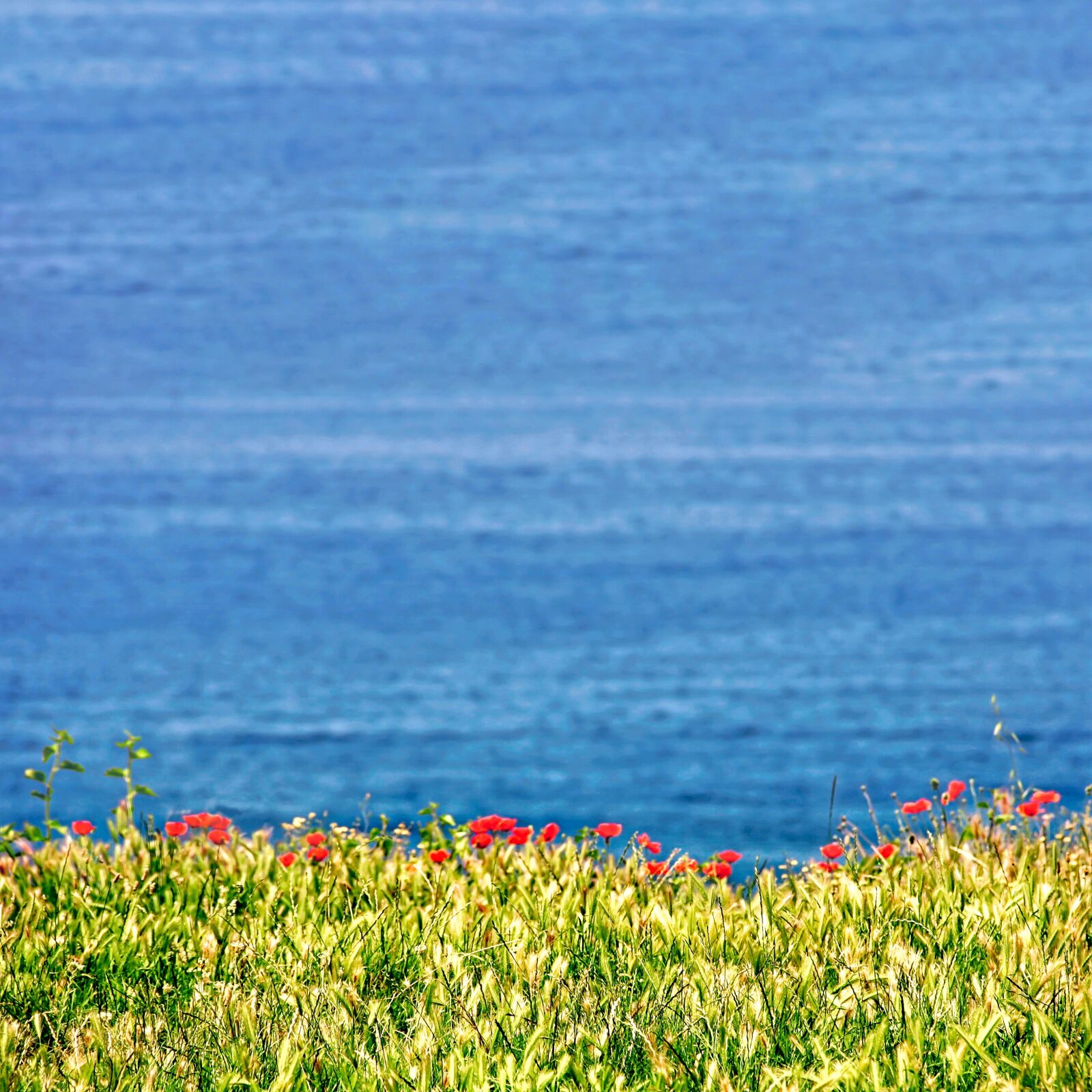 Canon EOS 40D sample photo. Nature, flower, landscape photography