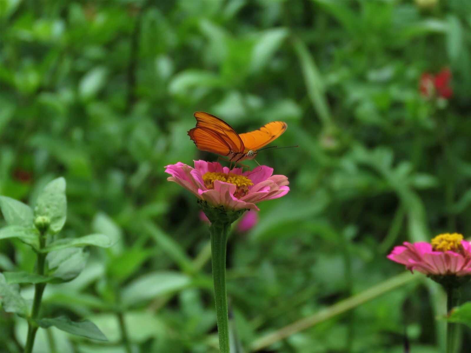 Canon PowerShot SX60 HS sample photo. Butterfly, flower garden, tropical photography