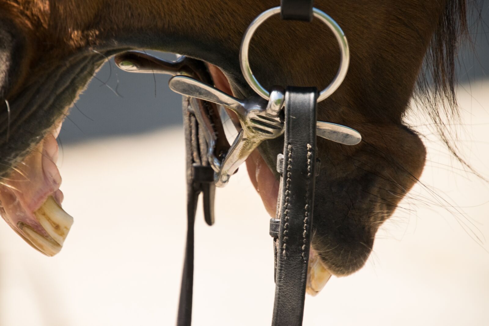 Nikon D3300 sample photo. Horse, yawn, foot photography