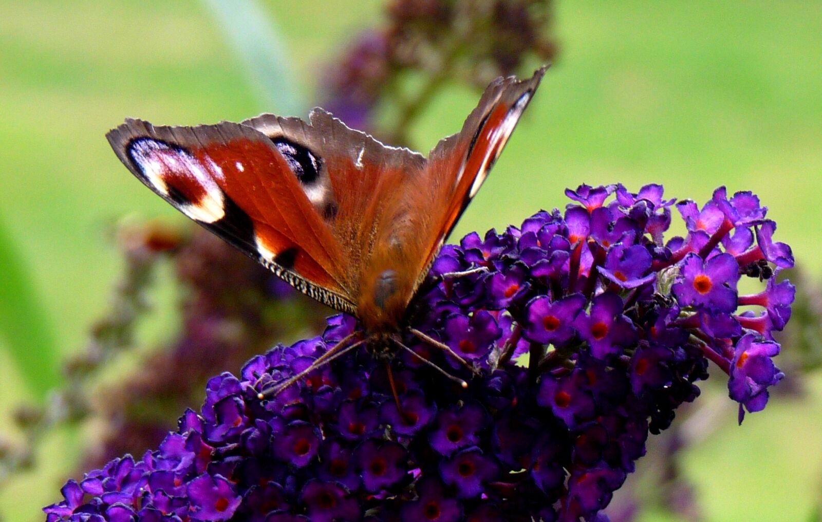 Panasonic Lumix DMC-FZ28 sample photo. Butterfly, nature, mood photography