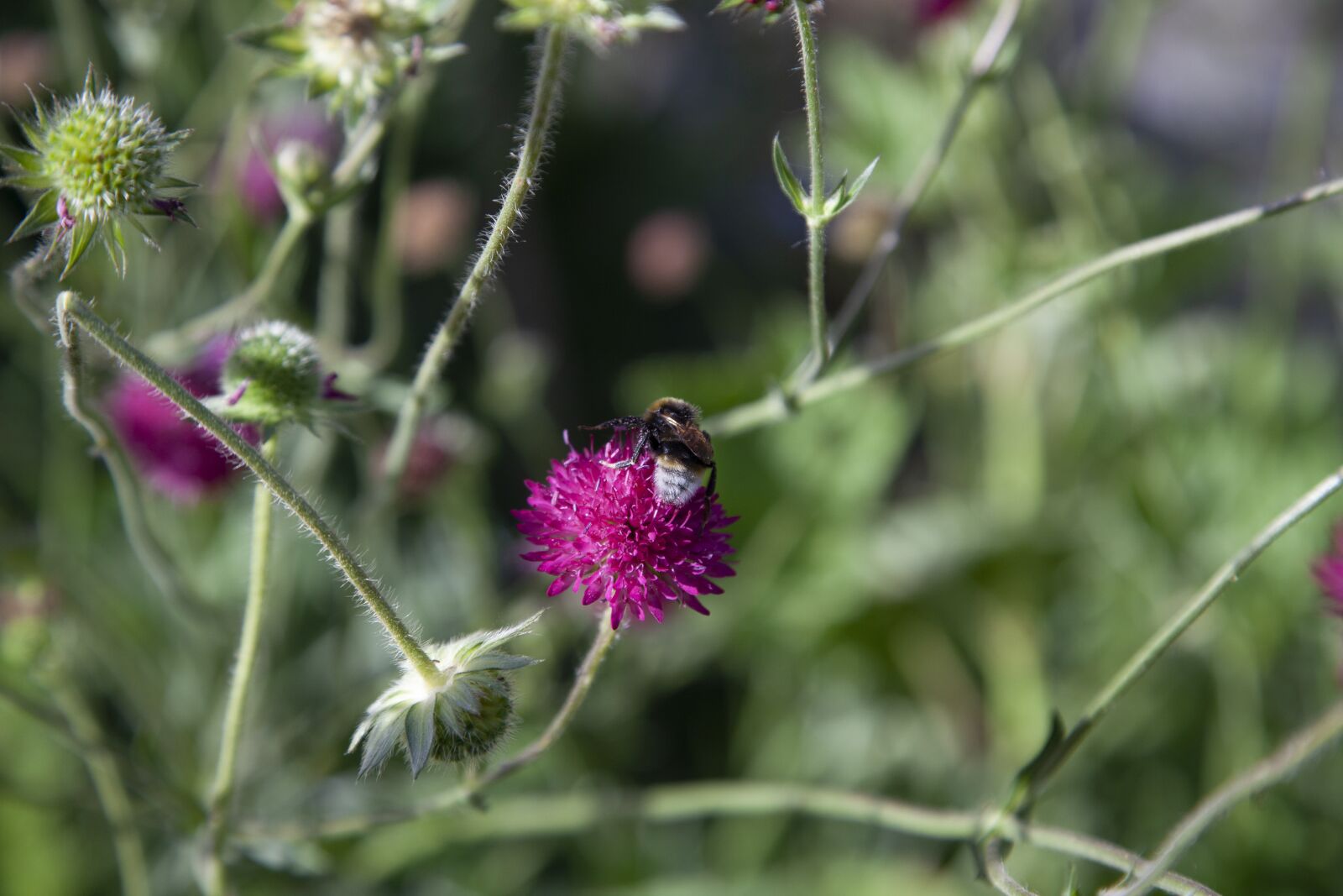 Canon EOS 5D Mark II sample photo. Bee, scabius, pink photography