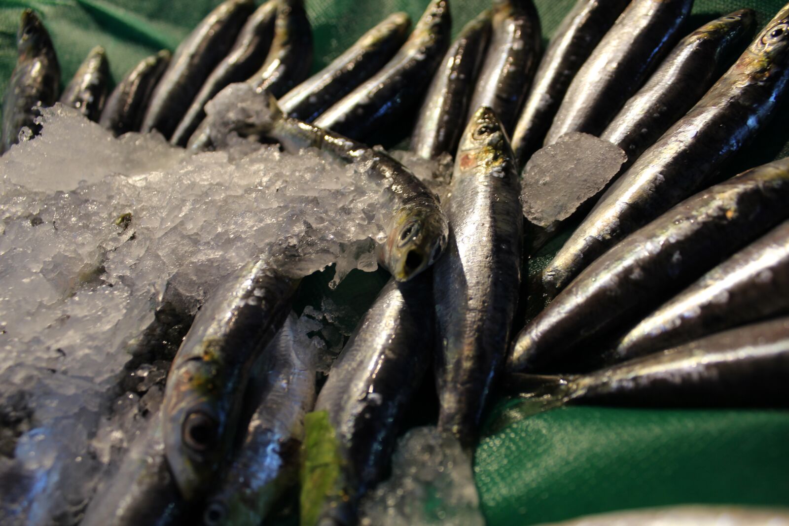 Canon EOS 600D (Rebel EOS T3i / EOS Kiss X5) sample photo. Fish, anchovy, anchovies photography