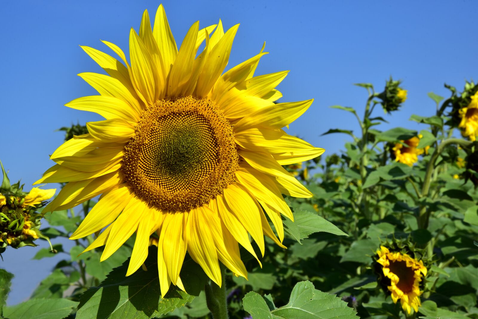 Nikon D750 sample photo. Sunflower, field, yellow photography