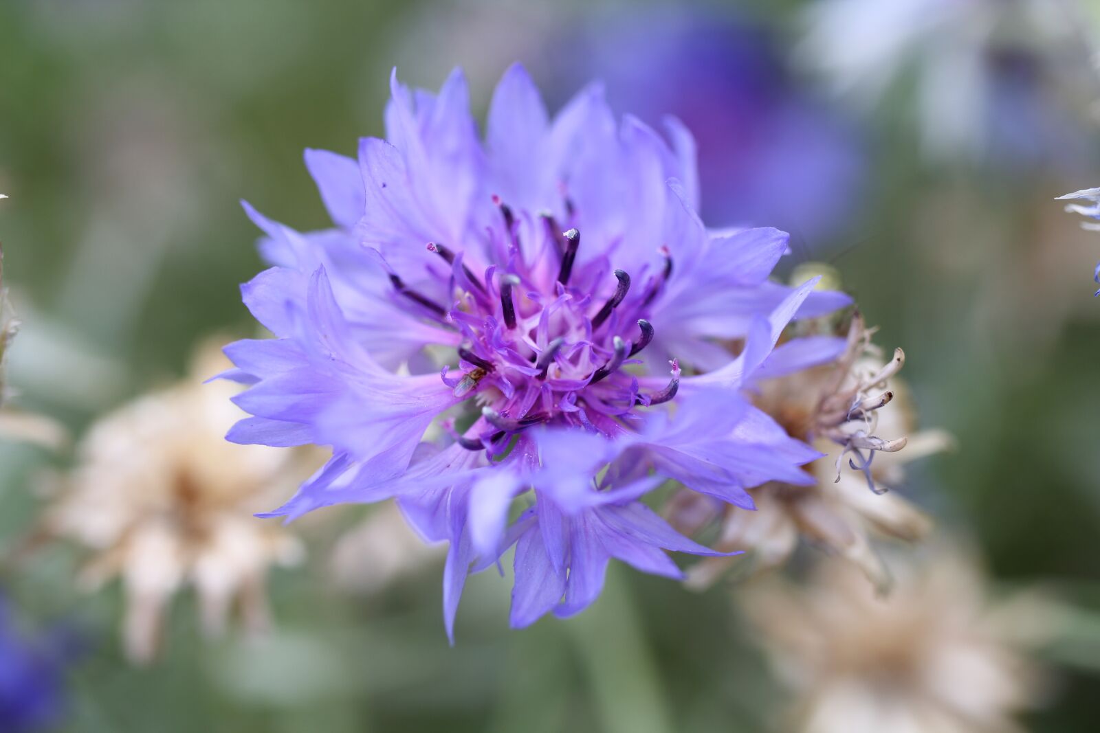 Canon EOS 550D (EOS Rebel T2i / EOS Kiss X4) sample photo. Flower, blossom, bloom photography